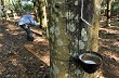 Giá cao su tăng mạnh nhất 5 tháng sau cam kết nâng giá bán